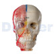 Didactic Deluxe Skull 7 Parts Bonkile